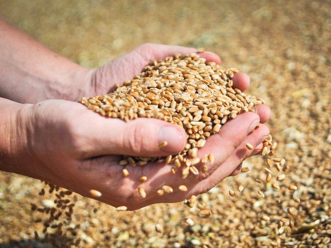 Жнива-2020: В Україні завершується збирання зернових культур