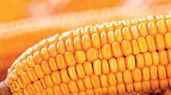 Потребу в кукурудзі Іспанія планує закрити за рахунок України