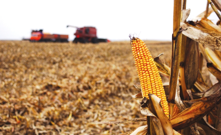 Жнива-2020: В Україні вже зібрано 64,3 млн тонн зерна