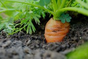 Морква в землі: чому фермери українського півдня залишають врожай на полі