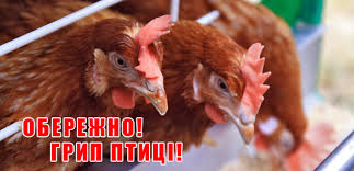 В Київській області зареєстрований випадок грипу птиці