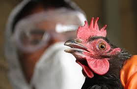 Ситуацию с распространением гриппа птицы контролирует Госпотребслужба