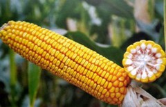 В Україні зросла ціна на кукурудзу