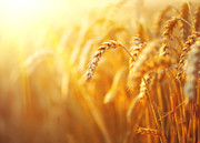 Світові ціни на пшеницю оновили черговий максимум