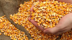 Аналітики USDA зменшили прогноз світового виробництва кукурудзи