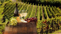Ігор Петрашко: Уряд підтримав національних виробників галузі виноградарства та виноробства