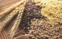 Україна експортувала понад 27 млн т зернових