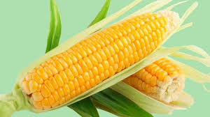 Минэкономики может ограничить экспорт украинской кукурузы