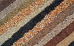 Україна експортувала 27,2 млн т зернових та зернобобових культур