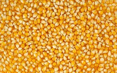 З питанням обмеження експорту кукурудзи варто почекати місяць