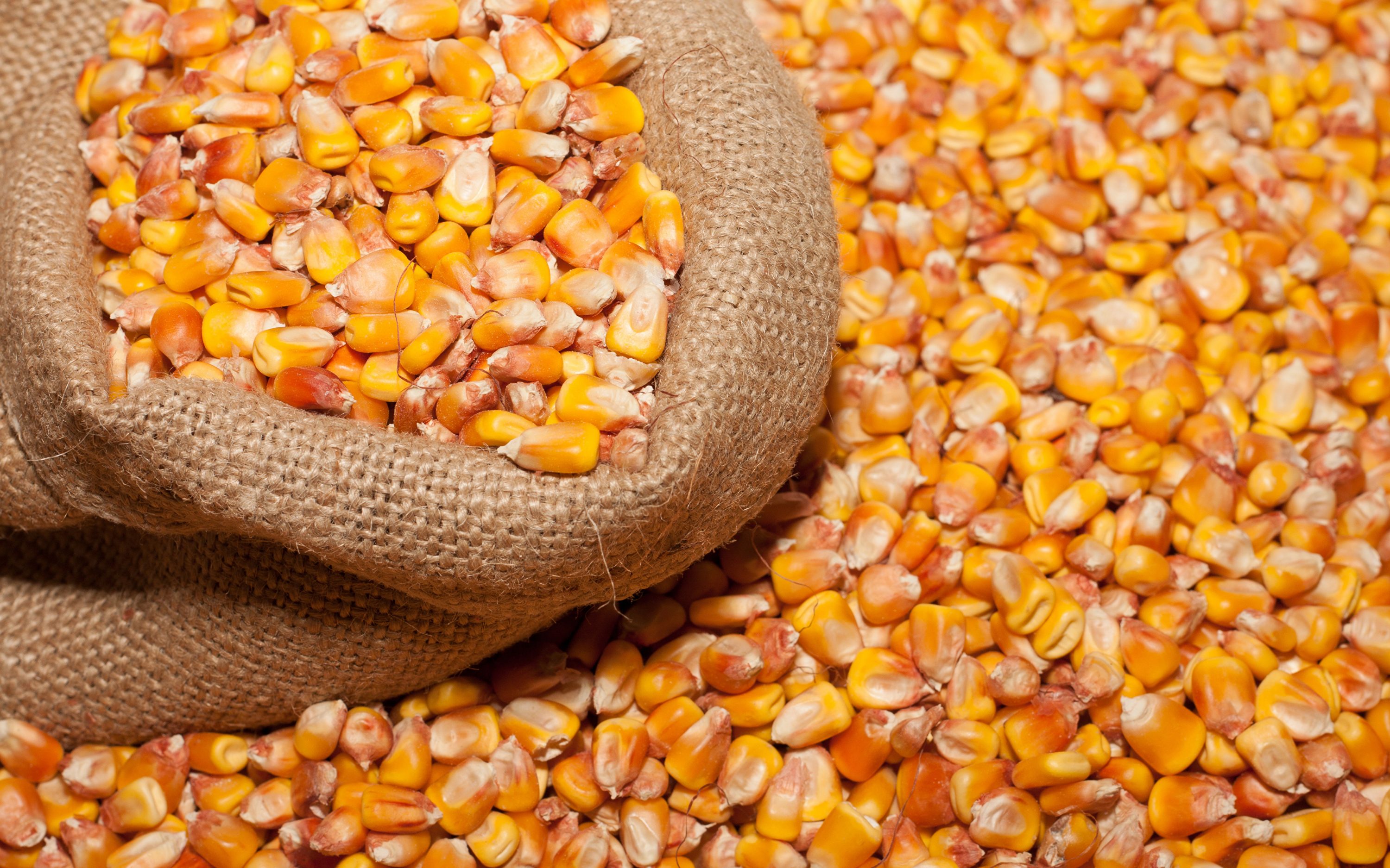 Мінекономіки та учасники зернового ринку узгодили граничний обсяг експорту кукурудзи на 2020/2021 МР
