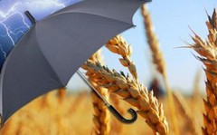 В Україні закон про страхування сільгосппродукції може бути ухвалений цьогоріч