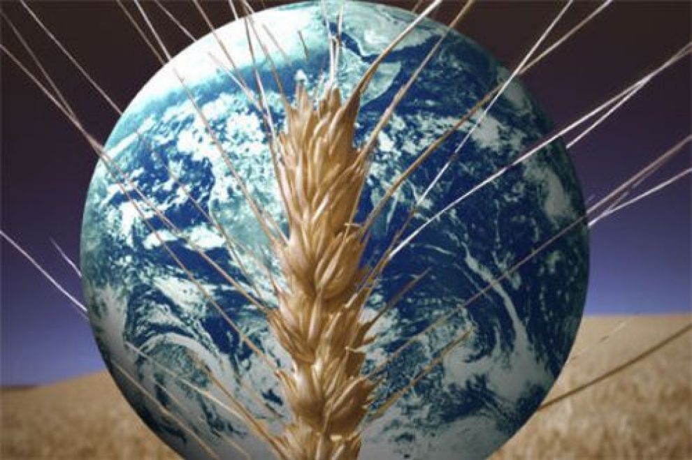 Прогноз світового виробництва зернових підвищився, при цьому очікується, що запаси різко скоротяться