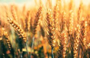 В Україні аграрії не поспішають укладати форвардні контракти на наступний урожай