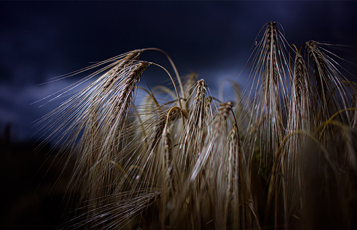 Росія введе довгострокове плаваюче мито на експорт зерна