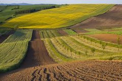 Міністр аграрної політики назвав вартість сільськогосподарських ділянок з липня 2021 року