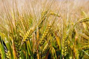Черкащина зменшила валове виробництво зернових на 44%