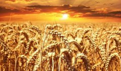 USDA прогнозує рекордне зростання світового виробництва пшениці