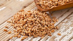 Експерти прогнозують здешевлення фуражного зерна