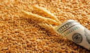Ціни на пшеницю в США падають, а в Європі їх підтримують спекулянти