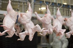 Експорт української курятини в січні скоротився на 22%