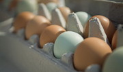 Виробництво яєць у 2021 році скоротиться на 4,3%, – Мінекономіки