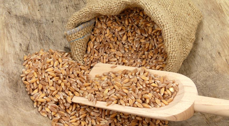 РФ ввела квоту на експорт зерна і мито на пшеницю