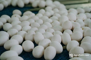Виробництво яєць в Україні зменшилося на 16,3% — Держстат