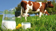 Україна опустилась у рейтингу світових виробників молока