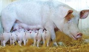 У січні в Україні на 3,2% побільшало свиней