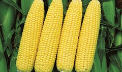 Обсяг експорту української кукурудзи наближається до 13 млн тонн