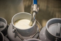 На початку року промислові підприємства збільшили виробництво молока
