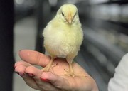 55% живої птиці у січні Україна ввезла з Угорщини
