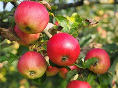 В Україні протягом року яблука здорожчали на 23%