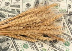 Світові ціни на зерно залишатимуться високими, й аграрії мають цим скористатися