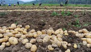 В Україні суттєво знизилась середня врожайність картоплі