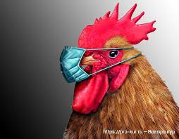 Спалах пташиного грипу зафіксували у Нідерландах