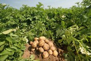 В Мінекономіки визначили напрямки розвитку картоплярства
