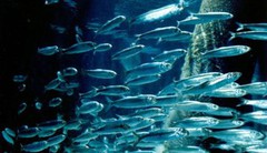 В Азовському морі зникає риба