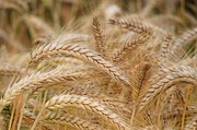 Україна з липня по січень імпортувала в 7 разів більше пшениці, ніж торік