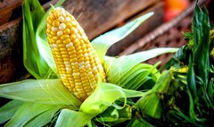 Стало відомо, чому знизились ціни на українську кукурудзу