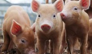 Імпорт свинини в Україну у лютому зріс у 3,5 рази