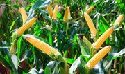 Стало відомо, як змінилися ціни на кукурудзу