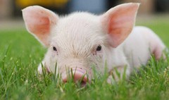 В Україні подешевшає свинина