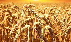 Світове виробництво пшениці може досягти рекордних 780 млн тонн