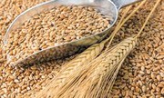 Мінекономіки прогнозує зростання врожаю зернових у 2021 році на 15%
