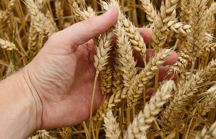 ФАО: Світове виробництво пшениці може досягти нового рекорду