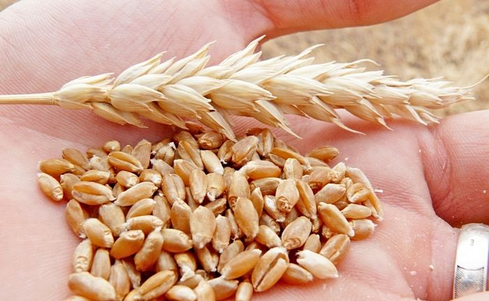 Різке зростання прогнозу за обсягом виробництва зерна в світі в 2020 році і сприятливі попередні види на урожай 2021 року