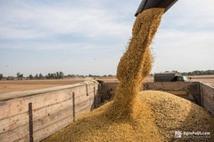 Україна нарощуватиме експорт зернових, продукції птахівництва та олії до Катару