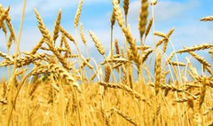 Звіт USDA: оновлений прогноз виробництва пшениці